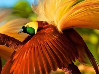 Bird Of Paradise